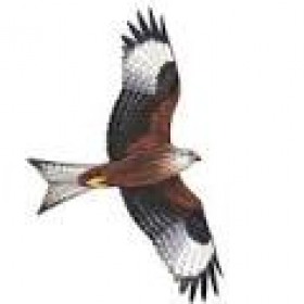 Red Kite